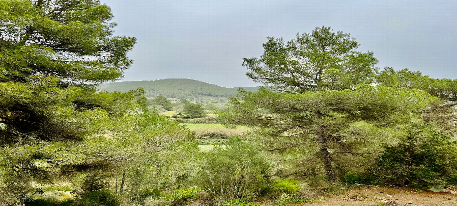 Rustic land with building license in the countryside close to Santa Gertrudis