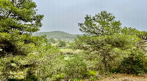 Rustic land with building license in the countryside close to Santa Gertrudis