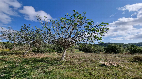 Building plot in Santa Gertrudis for sale