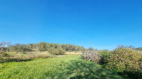 Two building plots in prime location in Santa Gertrudis for sale