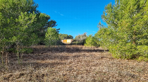 THREE building plots in Santa Gertrudis - excellent investment opportunity!